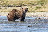 Grizzly beer jagend  van Menno Schaefer thumbnail