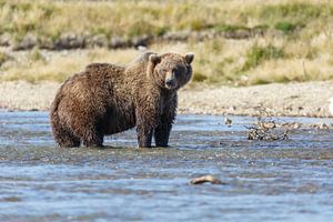 Brown bear sur Menno Schaefer