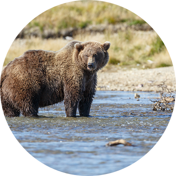 Grizzly beer jagend  van Menno Schaefer