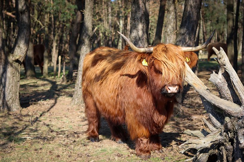 Schottischer Highlander in der Hilversumer Heide von Robin Mulders
