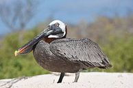 Brown pelican (Pelecanus occidentalis) on the beach by Frank Heinen thumbnail