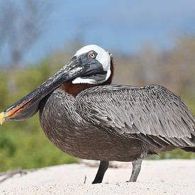Bruine pelikaan (Pelecanus occidentalis) op het strand van Frank Heinen