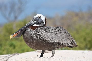 Brown pelican (Pelecanus occidentalis) on the beach by Frank Heinen
