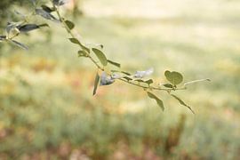 Rest von Susanne van Hofwegen