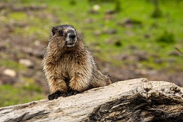 Rocky Mountains Marmot van Roland Brack