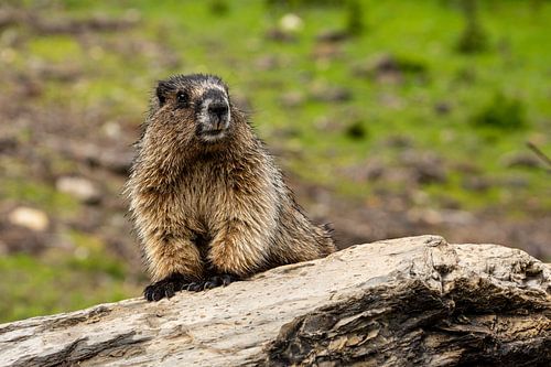 Rocky Mountains Marmot