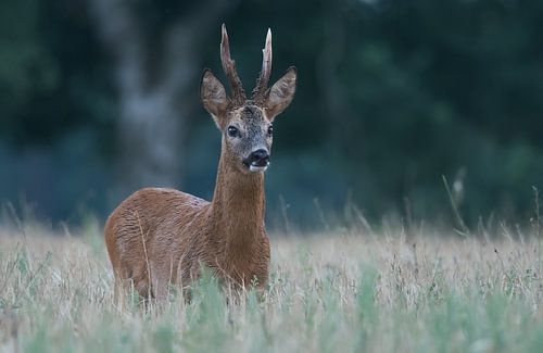 Cerf dans le sarrasin