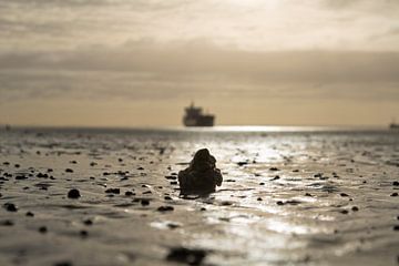 De oester en het schip bij het strand van Kruiningen. van Sabina Meerman