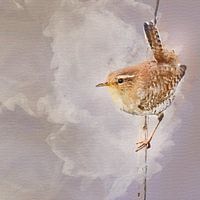 Het winterkoninkje