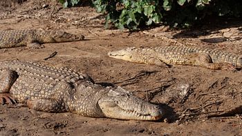 Trio of Nile crocodiles