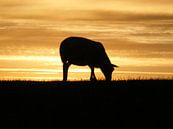 Schaap op de dijk.  Sheep on dike van Joke Schippers thumbnail