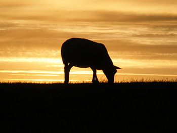 Schaap op de dijk.  Sheep on dike