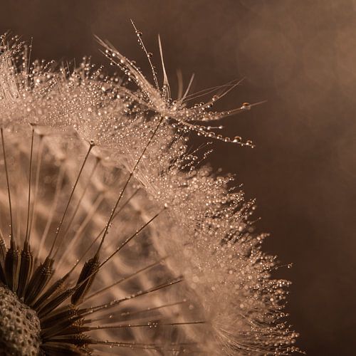 Pluisje vertrekt uit de pluizenbol van een paardenbloem met druppeltje