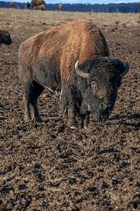 Bison-Bulle