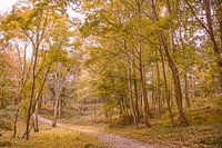 Herfstbos bij Oostkapelle