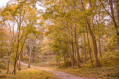 Herfstbos bij Oostkapelle
