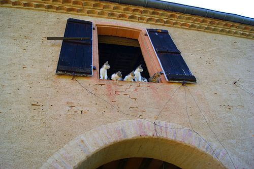 Katten in een schuur bij een chateau midi-pyrénées, Frankrijk