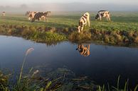 Vaches dans le brouillard par John Verbruggen Aperçu