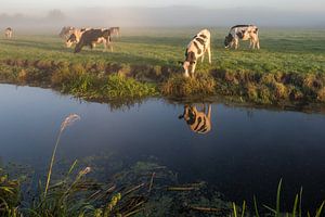 Vaches dans le brouillard sur John Verbruggen