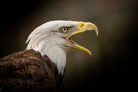 Der Adler von Aline Nijland