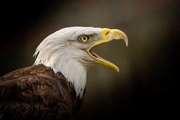 The Eagle by Aline Nijland
