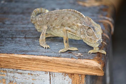 Caméléon sur une table dans la médina de Tunis
