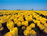 Gele tulpen met molen 2 van Rene van der Meer thumbnail