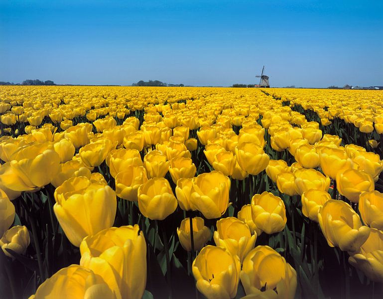 Tulipes jaunes avec moulin 2 par Rene van der Meer