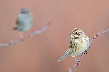 Reed Bunting (Emberiza schoeniclus) by AGAMI Photo Agency