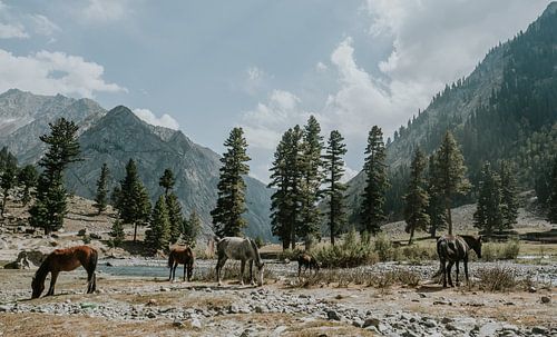 Pakistan | Toli Peer in Kashmir