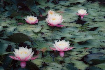 Waterlelies impressies van Dirk Wüstenhagen