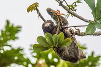 Sloth in Costa Rica