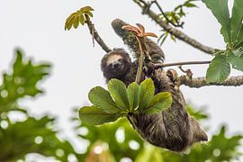 Faultier in Costa Rica von Corno van den Berg