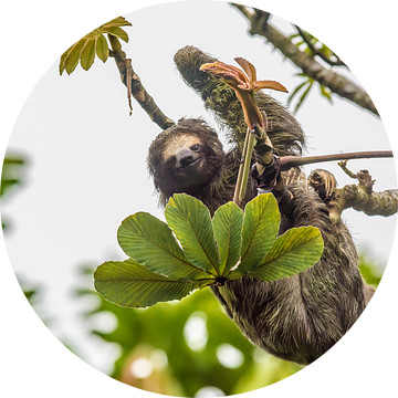 Luiaard in Costa Rica van Corno van den Berg