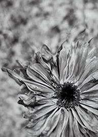 TW living - BLACK MOMENTS 04 sur TW living