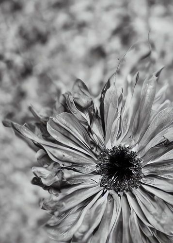 TW living - BLACK MOMENTS 04