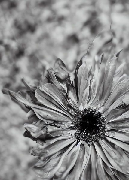 TW living - BLACK MOMENTS 04 van TW living