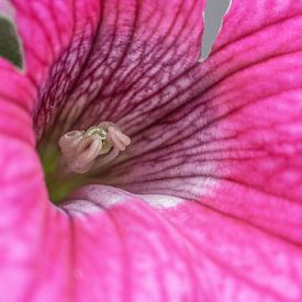 Stamper in close-up  by Tess Groote