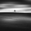 Tree on hill by Frank Andree