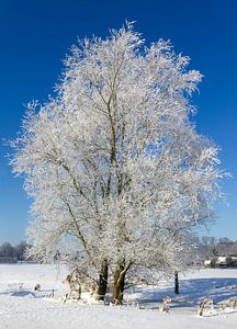 Boom in winterkleed, Nederland van Adelheid Smitt