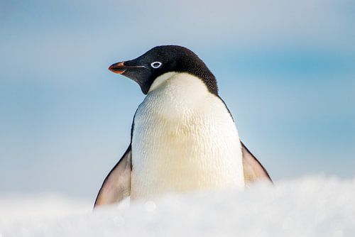 Adélie pinguin in de vers gevallen sneeuw  op Brown bluff Antarctica.