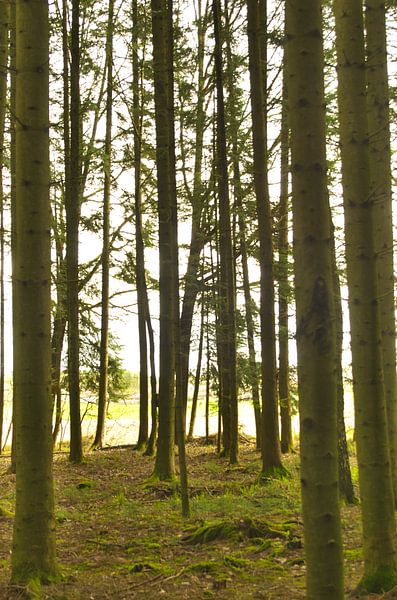 Wald im Licht von Daniel Dorst