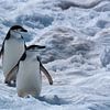 Antarctica twee stormband pinguïns op sneeuw van Maurice Dawson