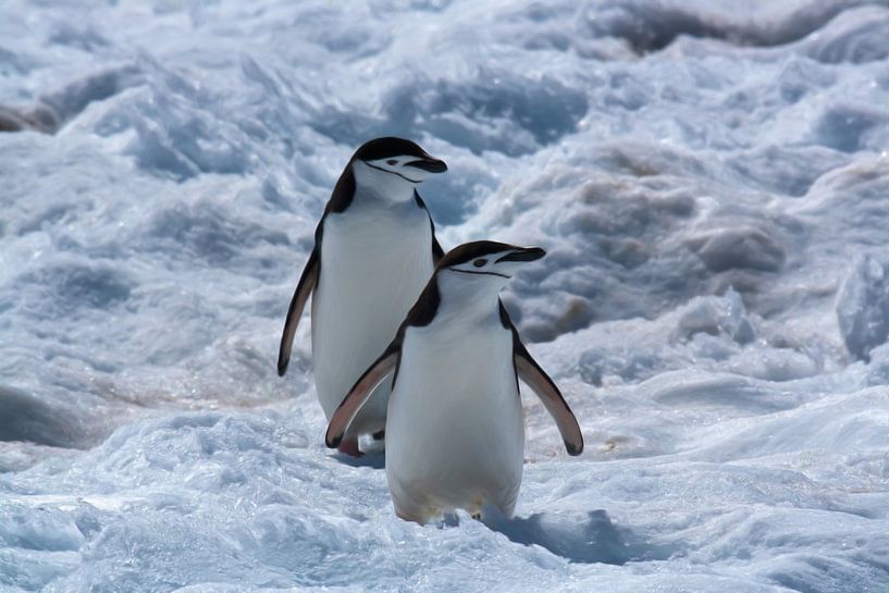 Antarctica two chinstrap penguins on snow by Maurice Dawson
