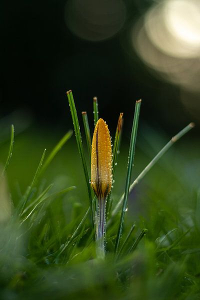 Yellow crocus by Daansphotographyshop
