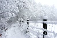bospaadje insneeuw