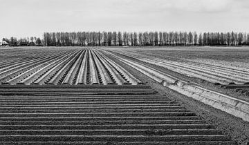 Kartoffelreihen in einer niederländischen Landschaft