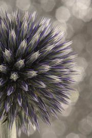 Halbzwiebeldistel leuchtet vor atemberaubendem Hintergrund von Marjolijn van den Berg