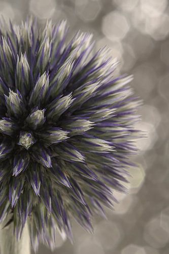 Halve Kogeldistel schittert voor schitterende achtergrond