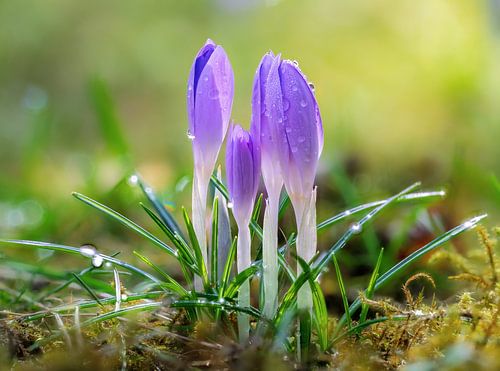 Macro de fleurs de crocus violets dans le jardin